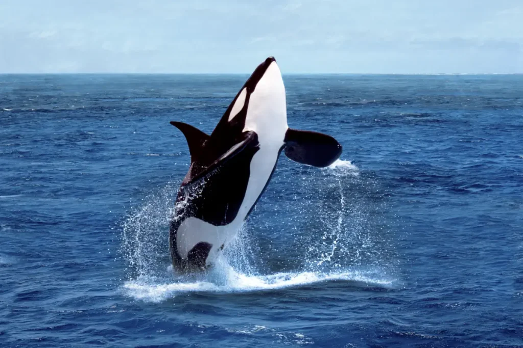 A breaching Orca (Orcinus orca) - killer whale