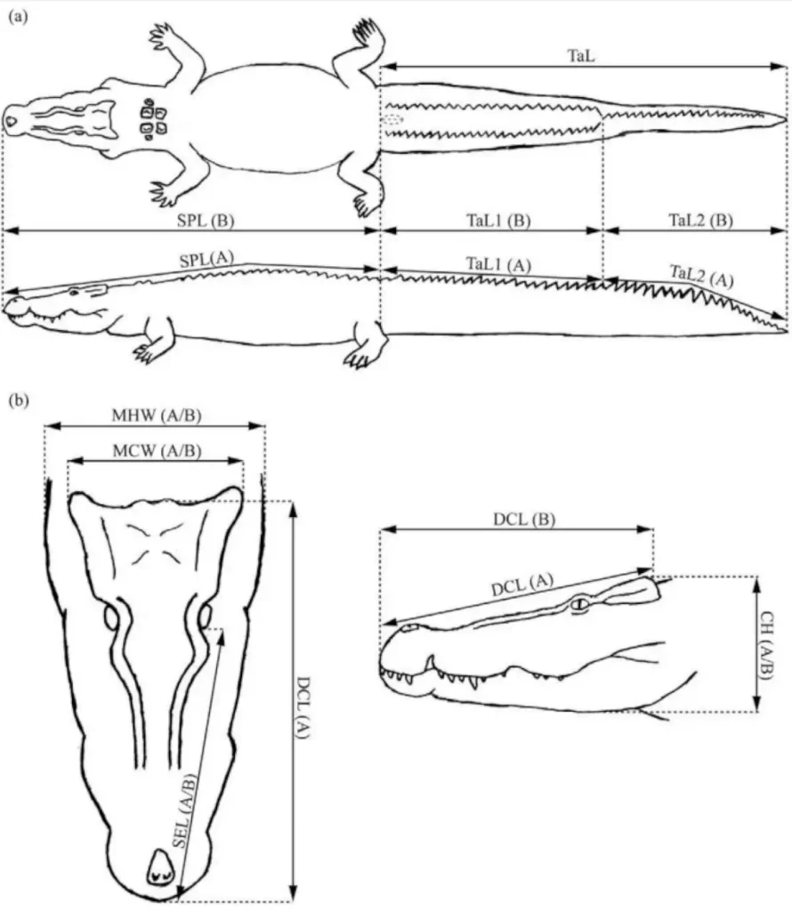 Measuring the biggest crocodile [Lolong]