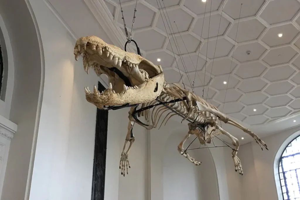 Preserved skeleton of Lolong at Philippine National Museum