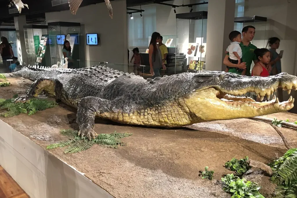 Preserved skin of Lolong, the largest crocodile in the world