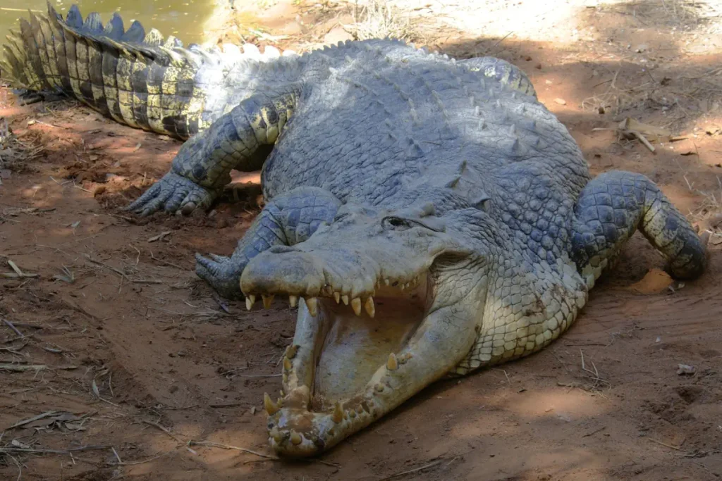 Biggest crocodile species - Saltwater Crocodile