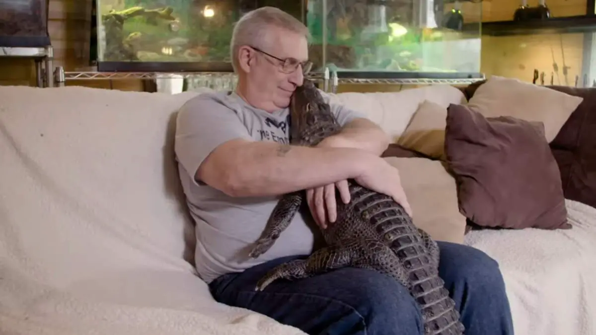 Wally, the emotional support alligator