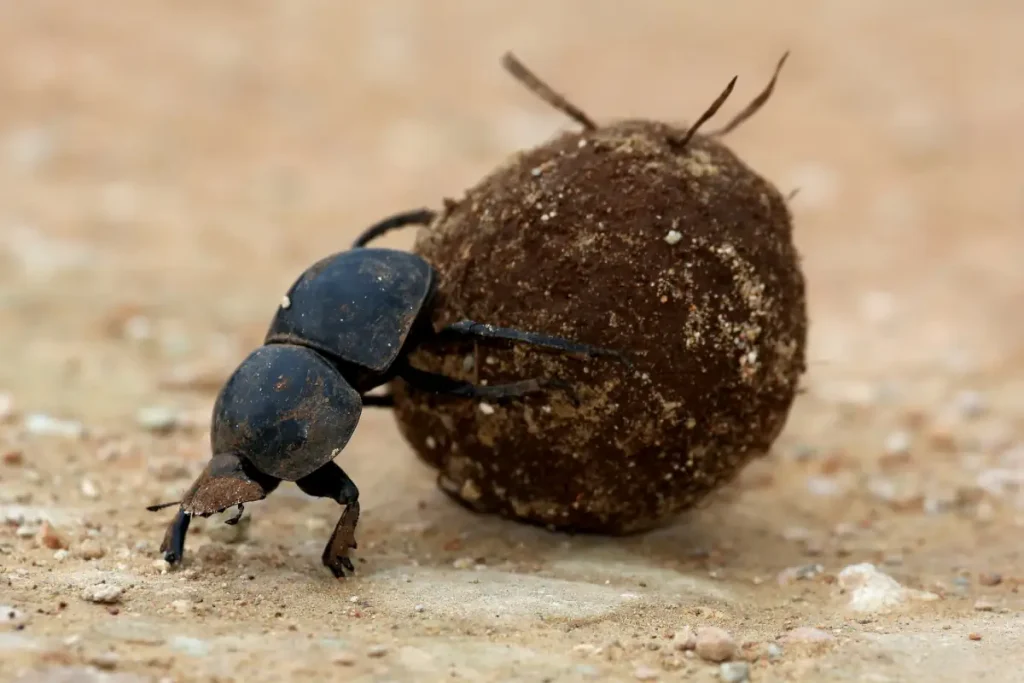 Dung beetle