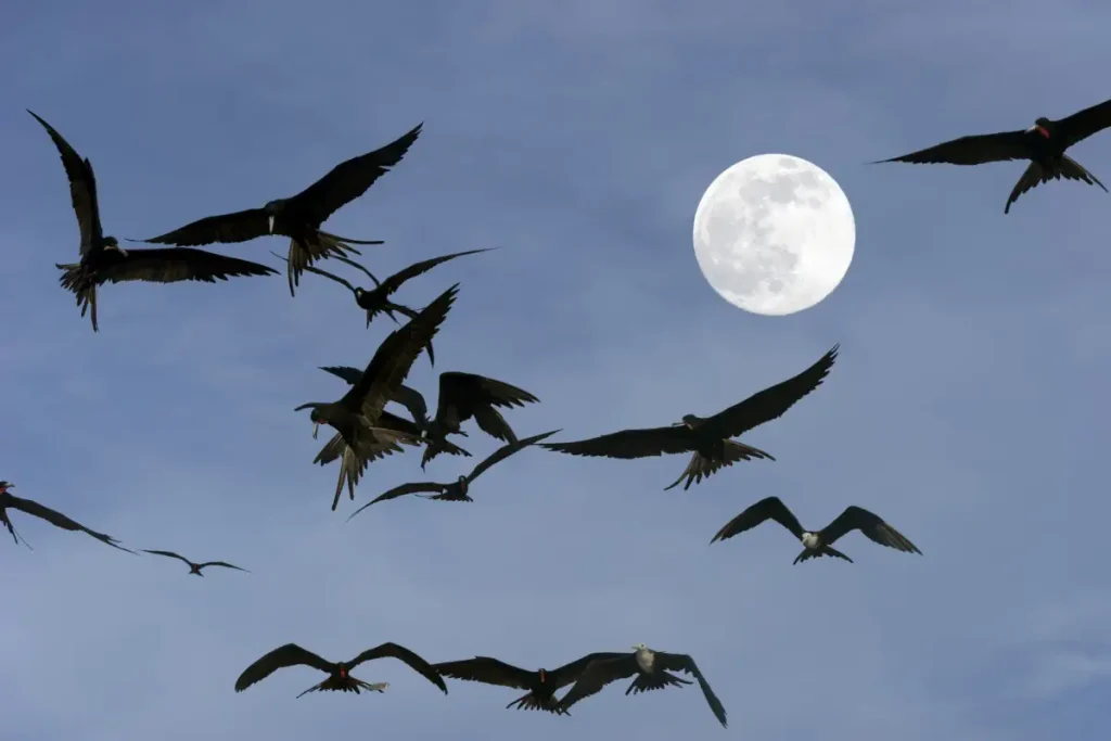 Full moon and birds