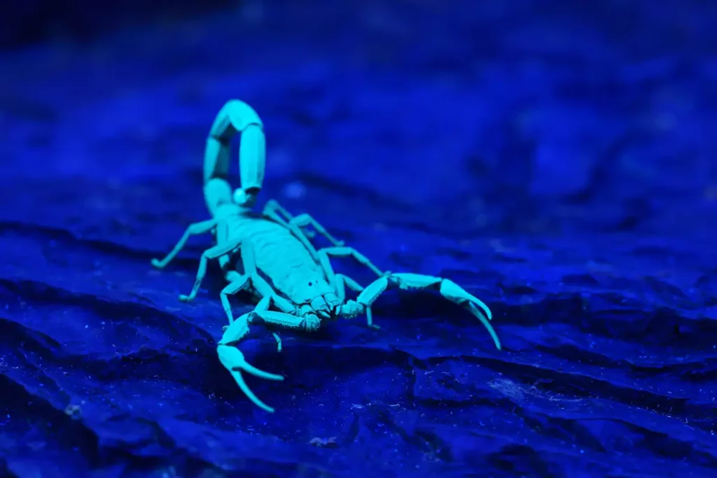 Full moon facts - A scorpion (Centruroides gracilis) glowing under UV light