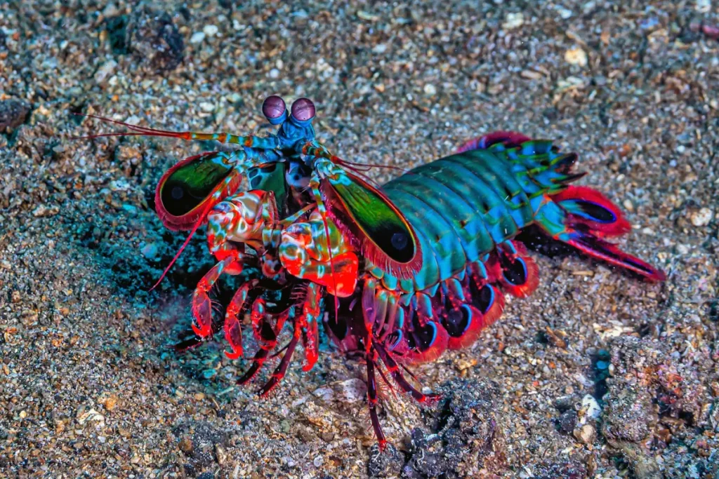 Animals with misleading names: Peacock Mantis Shrimp