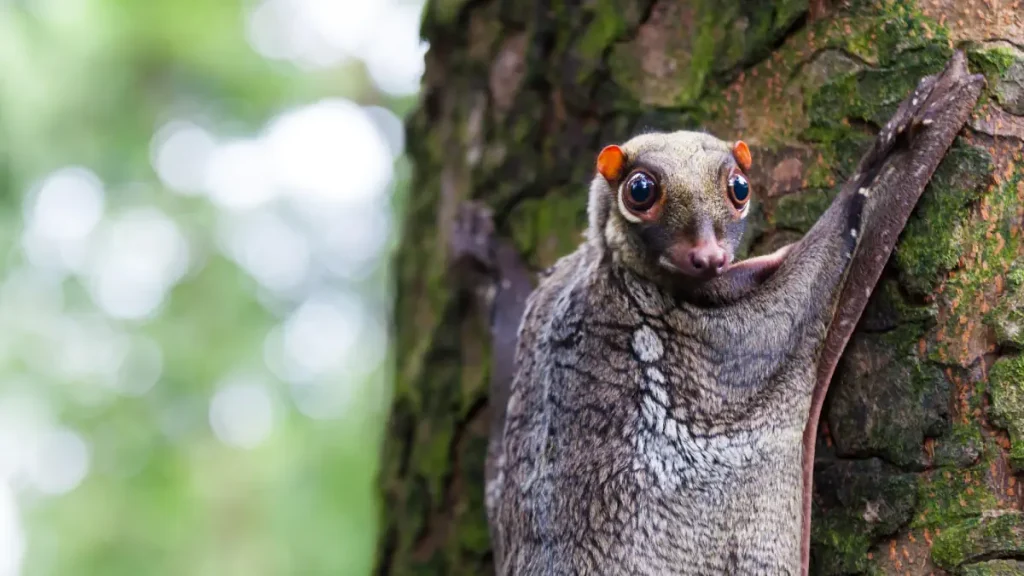 Animals with misleading names: A Sunda flying lemur