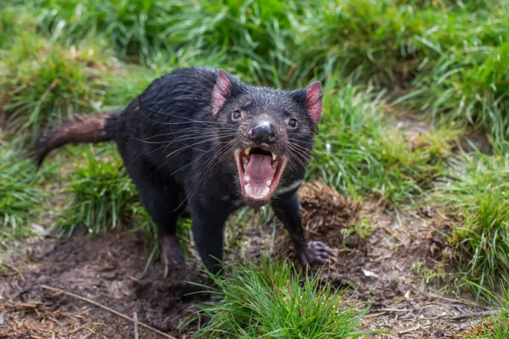 An aggressive Tasmanian Devil