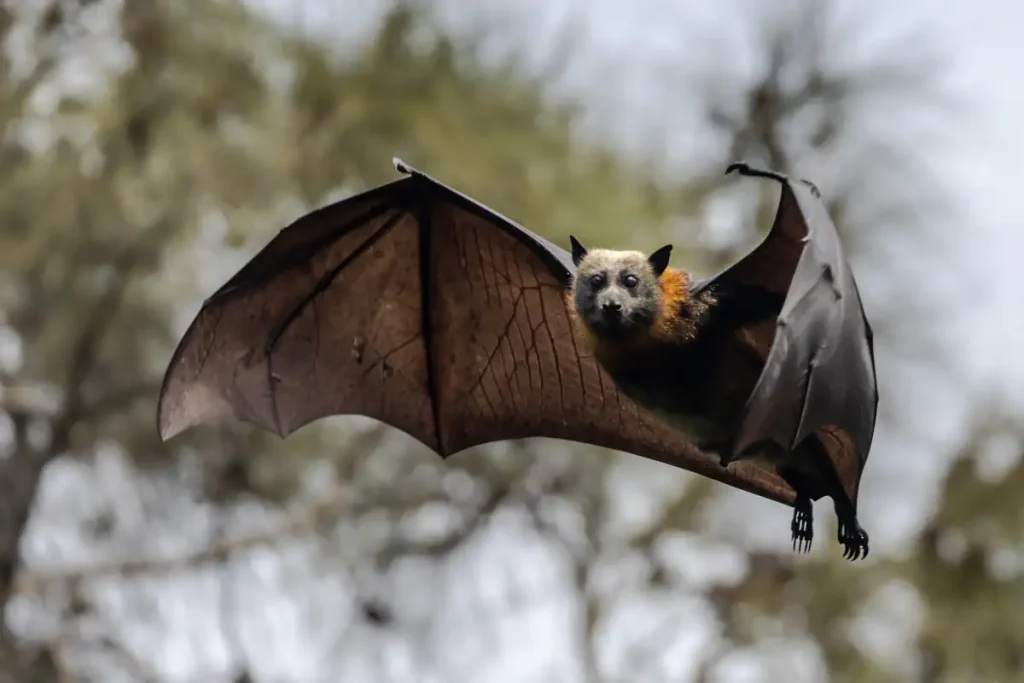 Animals with misleading names: An Australian Grey-headed Flying Fox in flight