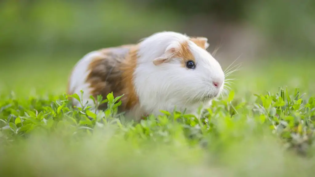 Animals with misleading names: Guinea pig