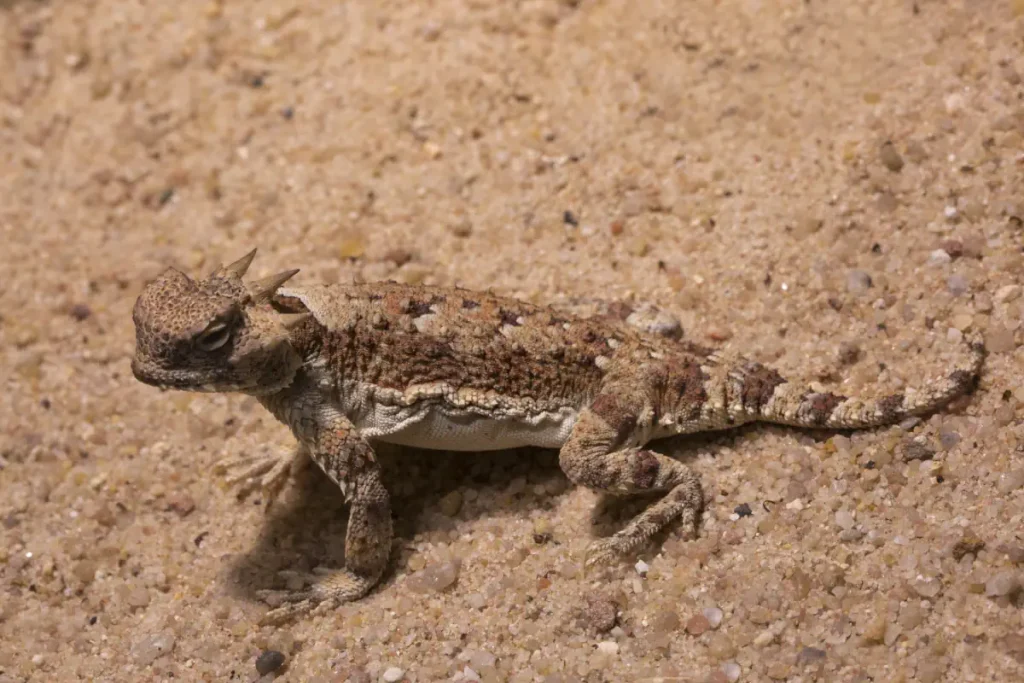 A Desert Horned Lizard