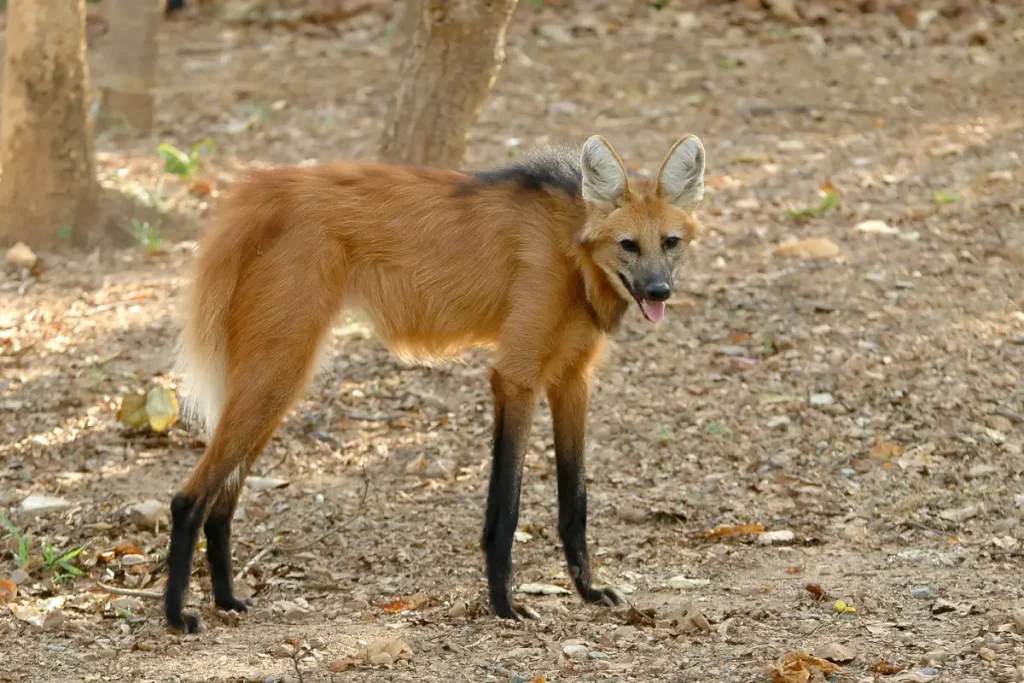Animals with misleading names: Maned Wolf