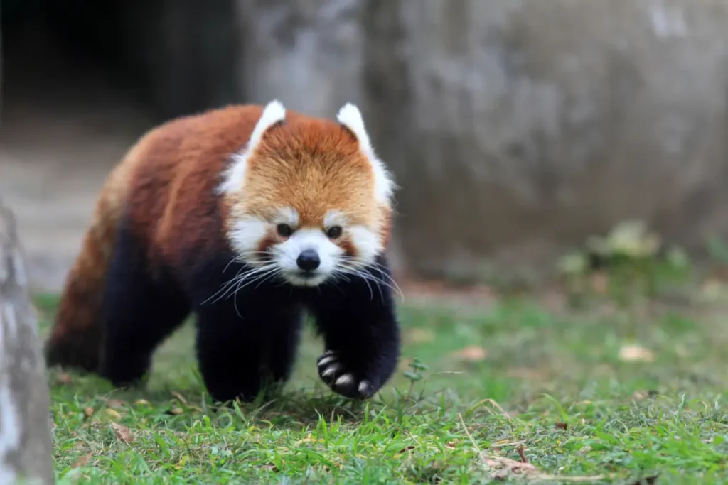 Animals with misleading names: Red panda