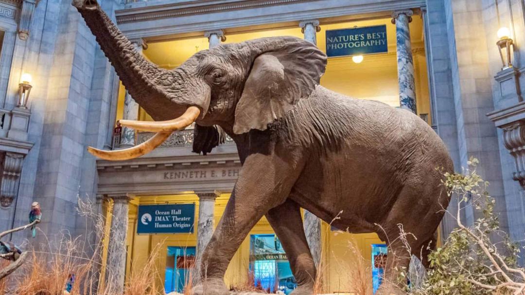 Henry, the largest elephant ever recorded, is prominently displayed at the Smithsonian National Museum of Natural History.